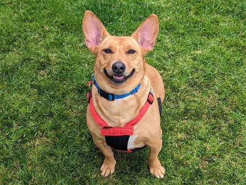 picture of the dog needing adoption