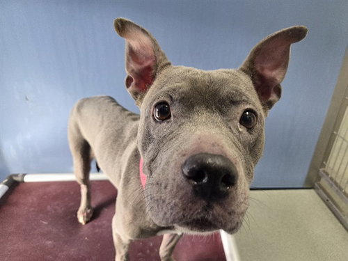 picture of the dog needing adoption