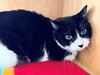 BIG BOY - Photo 1