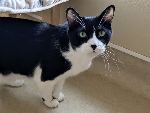 BIG BOY, an adoptable Domestic Short Hair in San Clemente, CA