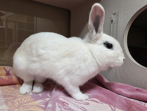 PEPPERMINT PATTY - Shorthaired Rabbit available for adoption