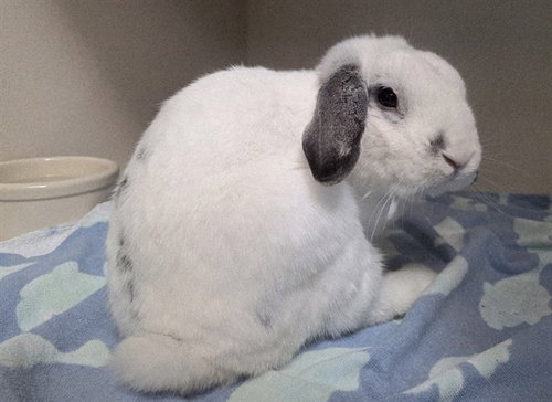 SNOOPY - Holland Lop available for adoption