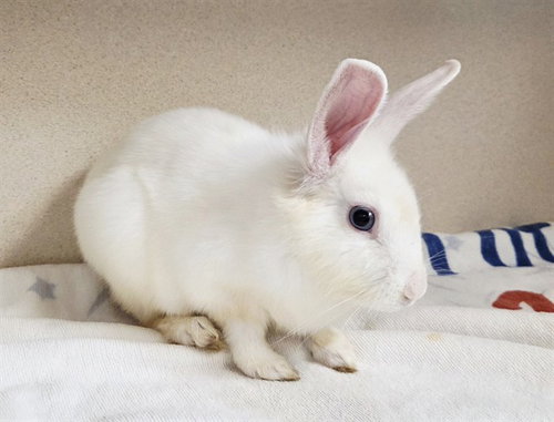 WOODSTOCK - Shorthaired Rabbit available for adoption