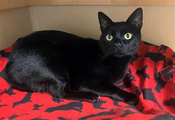 Meow Meow - Domestic Short Hair