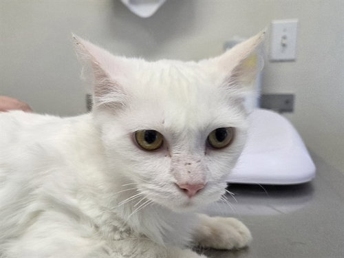 picture of the cat needing adoption