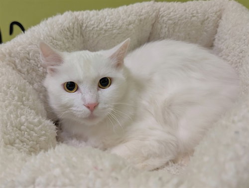 CRACKLE, an adoptable Domestic Medium Hair in San Clemente, CA