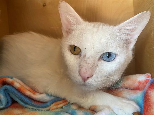 picture of the cat needing adoption