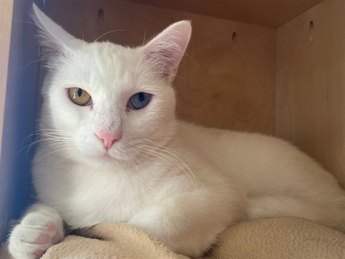 KIX - Domestic Short Hair available for adoption