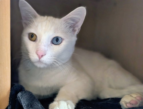 KIX, an adoptable Domestic Short Hair in San Clemente, CA