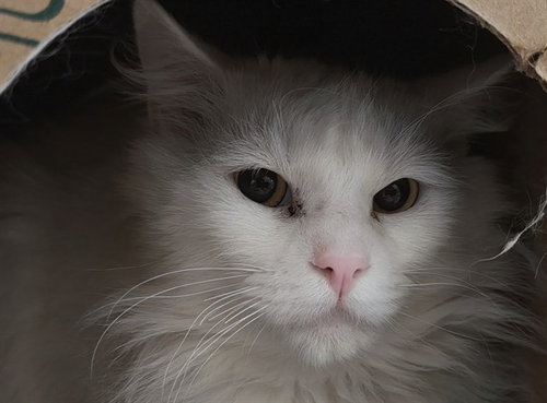 picture of the cat needing adoption
