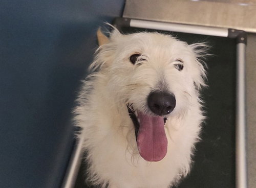 picture of the dog needing adoption