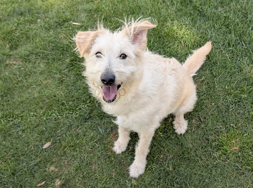 picture of the dog needing adoption