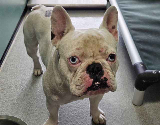 French Bulldog