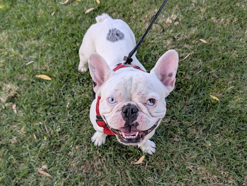 DUKE, an adoptable French Bulldog in San Clemente, CA