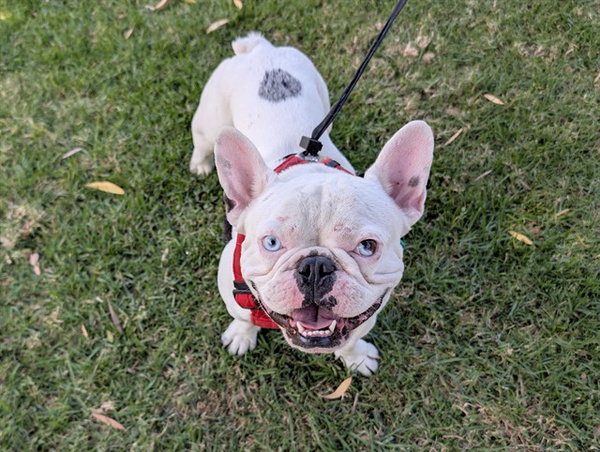 DUKE