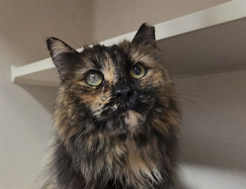 picture of the cat needing adoption