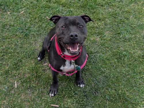 MAGGIE, an adoptable Staffordshire Bull Terrier in San Clemente, CA
