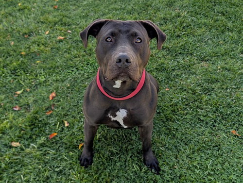 GEORGIA, an adoptable Pit Bull Terrier in San Clemente, CA
