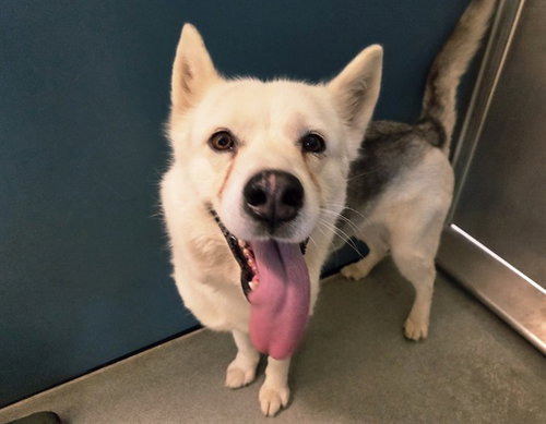 LOLA, an adoptable Siberian Husky in San Clemente, CA