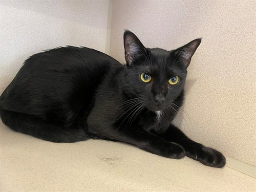 BINX, an adoptable Domestic Short Hair in San Clemente, CA