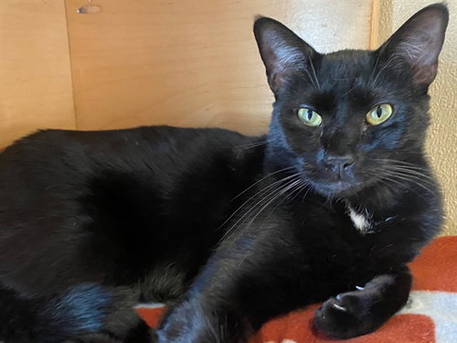 BINX, an adoptable Domestic Short Hair in San Clemente, CA