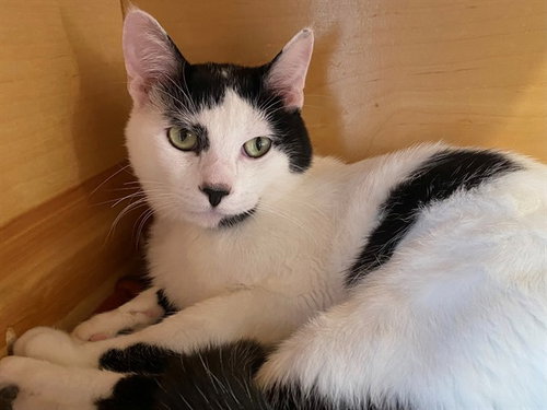 SPOOKY, an adoptable Domestic Short Hair in San Clemente, CA