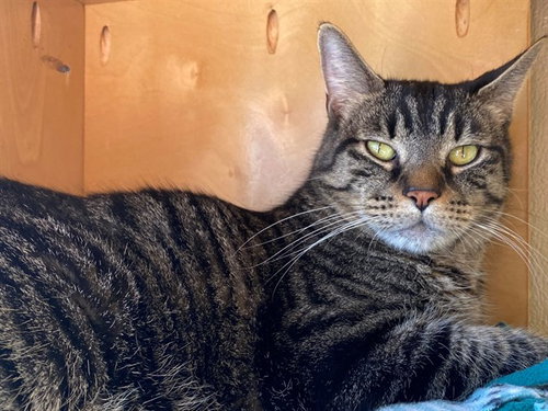 ZEPPELIN, an adoptable Domestic Short Hair in San Clemente, CA