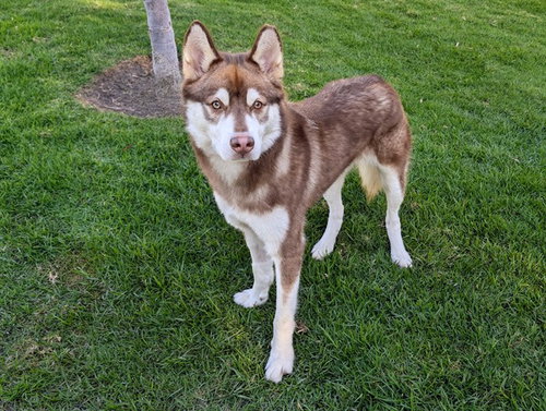 BUDDY, an adoptable Siberian Husky in San Clemente, CA