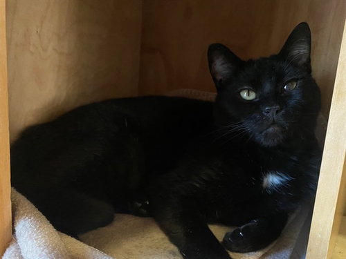 GABBY, an adoptable Domestic Short Hair in San Clemente, CA