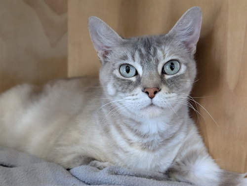 SNAP, an adoptable Domestic Short Hair in San Clemente, CA