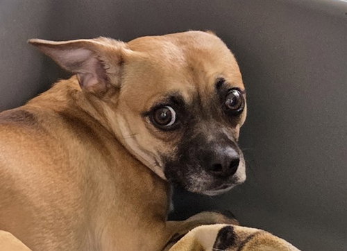 picture of the dog needing adoption