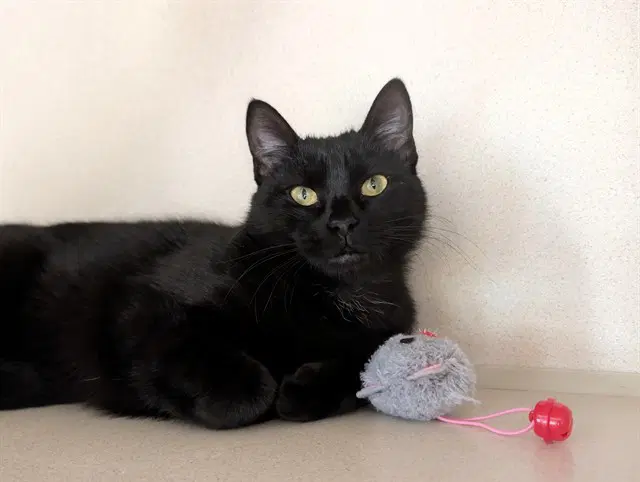 Muddy - Domestic Short Hair