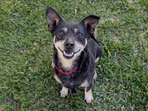 picture of the dog needing adoption