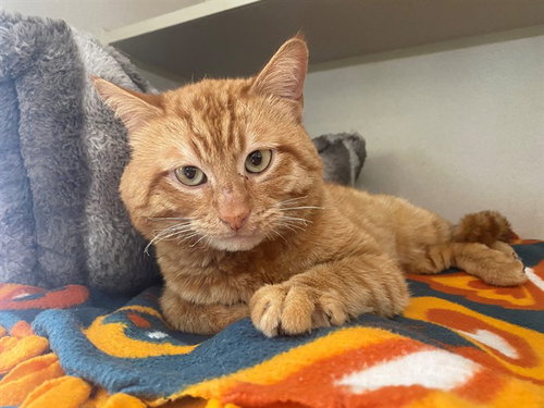 picture of the cat needing adoption
