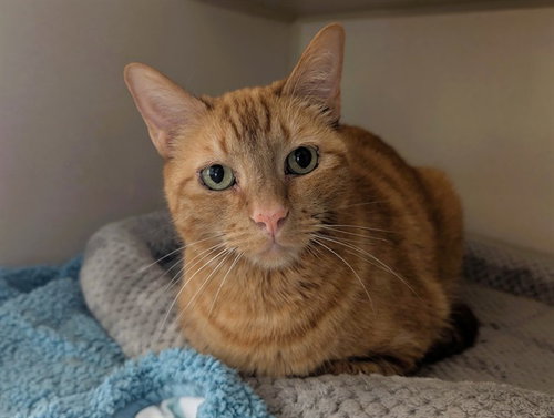 SEUSS, an adoptable Domestic Short Hair in San Clemente, CA