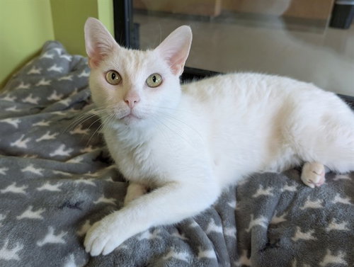 UMBERTO, Adult Domestic Short Hair (medium coat), cat for adoption in Westminster, California