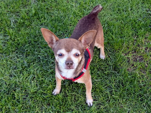 LUCKY, an adoptable Chihuahua in San Clemente, CA