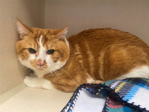 GARFIELD, an adoptable Domestic Short Hair in San Clemente, CA