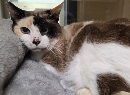 VILLY, an adoptable Domestic Short Hair in San Clemente, CA