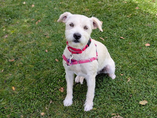 LILY, an adoptable Miniature Schnauzer in San Clemente, CA