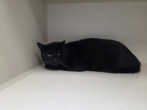 BOO BOO, an adoptable Domestic Short Hair in San Clemente, CA