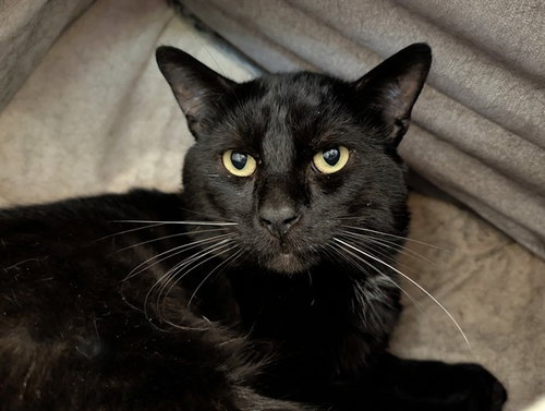 BOO BOO, Adult Domestic Short Hair (medium coat), cat for adoption in Carlsbad, California