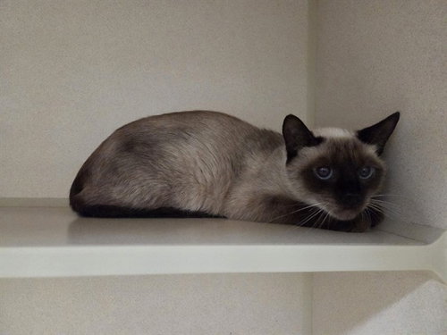 SISI, an adoptable Siamese in San Clemente, CA