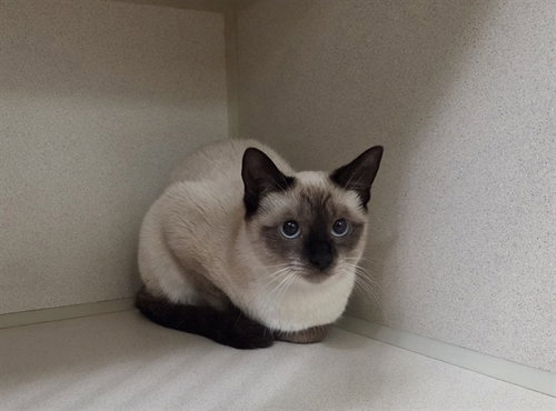 MINI, an adoptable Siamese in San Clemente, CA