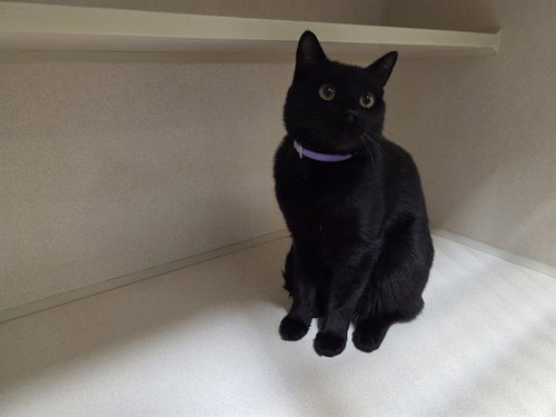TROUBLE, an adoptable Domestic Short Hair in San Clemente, CA