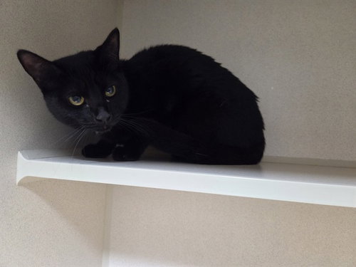 TWINKLE, an adoptable Domestic Short Hair in San Clemente, CA