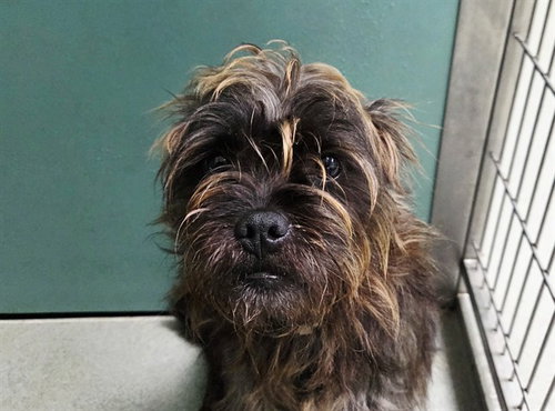 BOBA, an adoptable Affenpinscher in San Clemente, CA