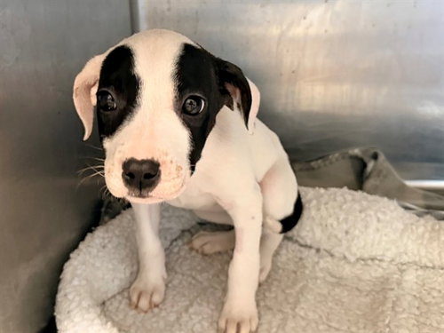 BISCOTTI, an adoptable Pit Bull Terrier in San Clemente, CA