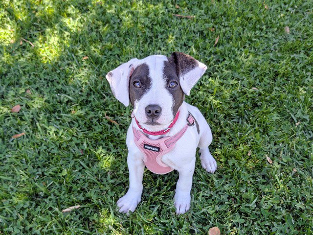 BISCOTTI