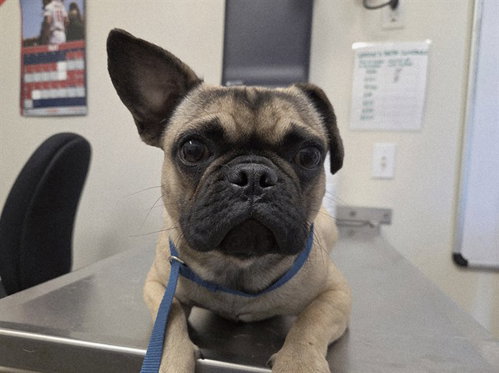 RICA, an adoptable French Bulldog in San Clemente, CA